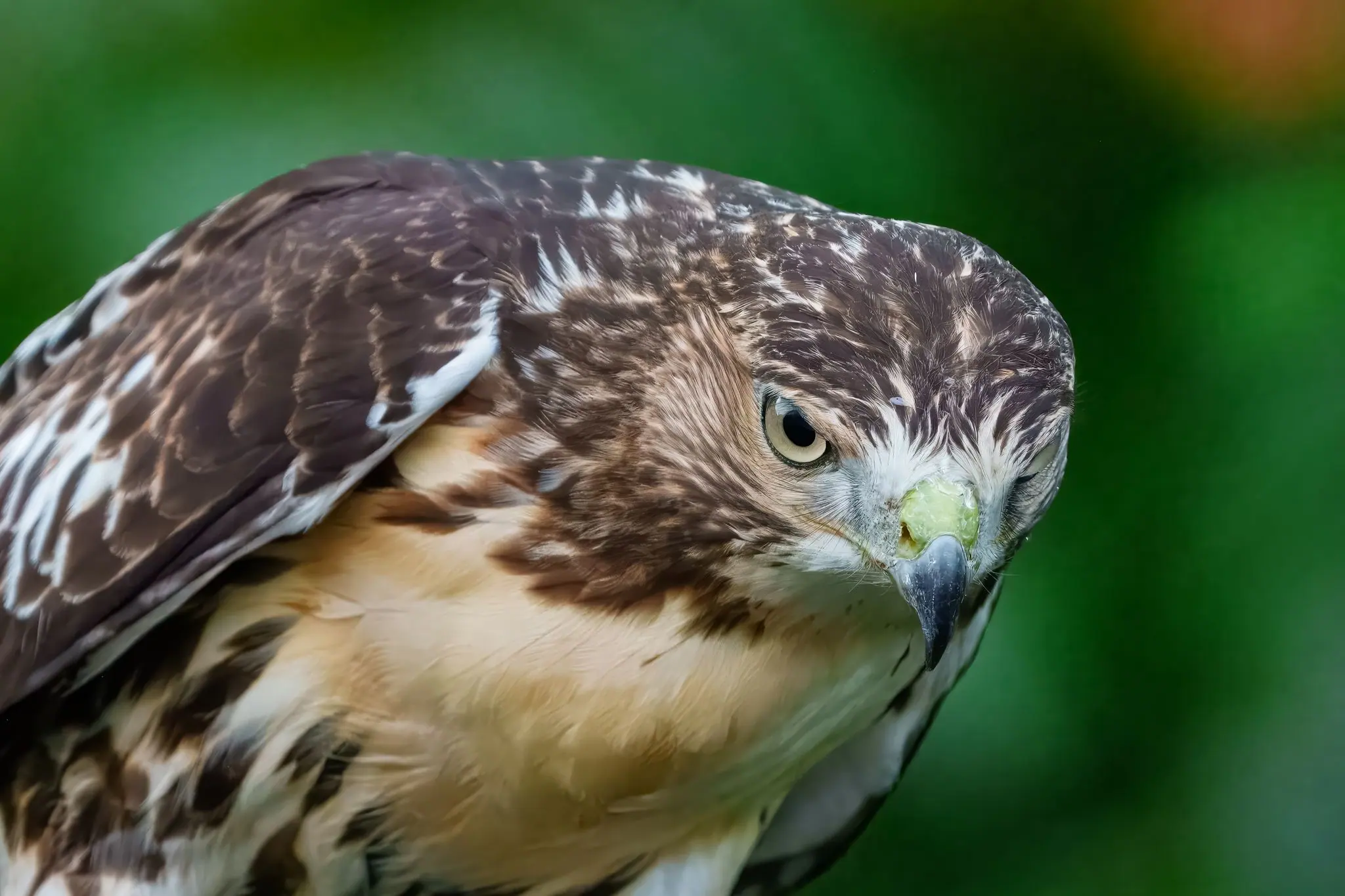 Close-up profile shots of a red-tailed hawk showing detailed feather patterns and piercing eyes.